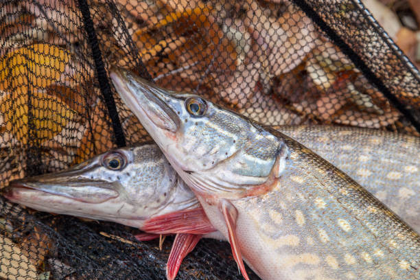 istock Freshwater pike fish. Two freshwater pikes fish and black landing net as background. 1074878720