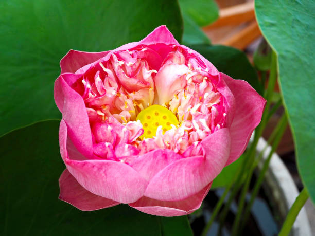 istock A Beautiful Pink Water Lily 1074881592