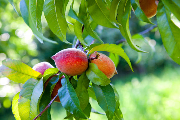 istock Ripe juicy peaches on a tree branch on sunny summer day 1074881726