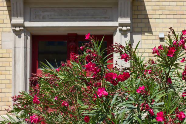 close look at plants at historical building facade at summer stock photo