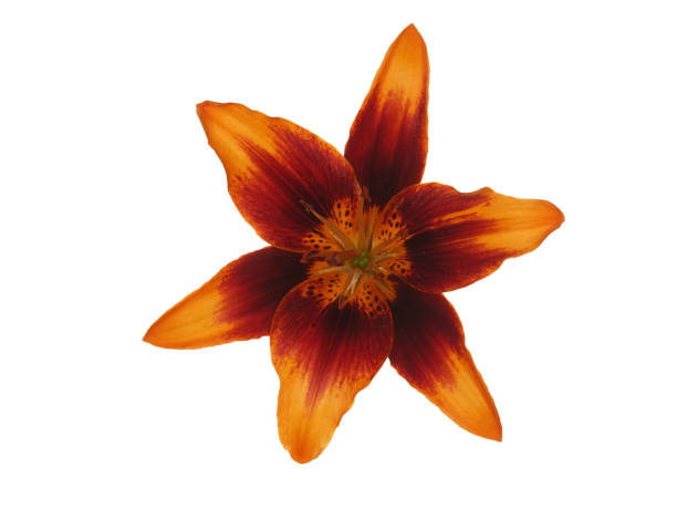 istock Lily flower with six petals isolated on white background. 1074887110