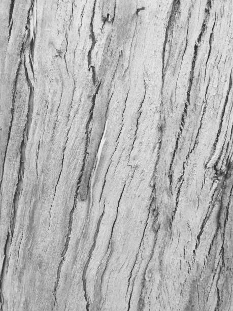 istock bark as background, wood texture 1074887386