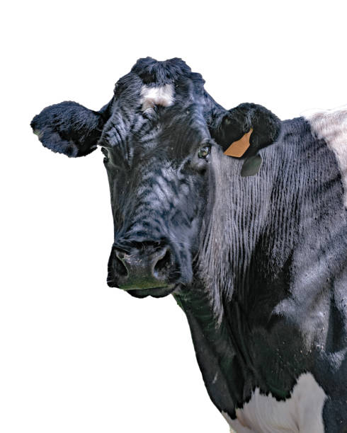 istock Cow Looking Straight at the Camera Isolated Photo 1074887976