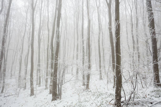 Bare deciduous trees in forest covered with snow, cold foggy winter day. Weather and changing seasons concept