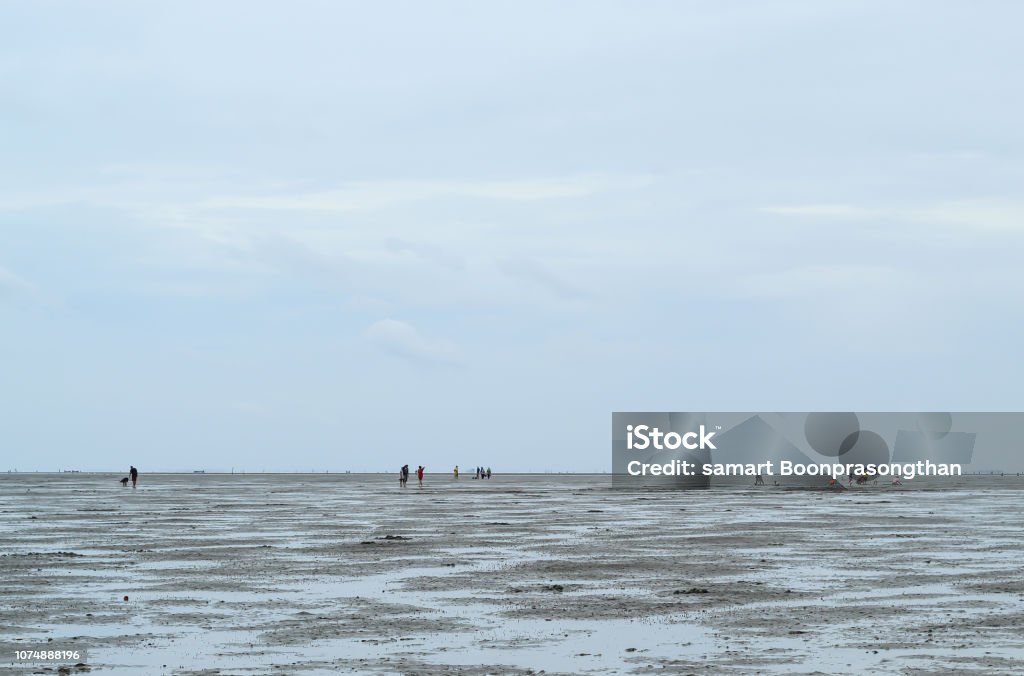 Tourists looking for Snail shells on floor mud at Don Hoi lot in Samut songkham Animal Stock Photo Tourists looking for Snail shells on floor mud at Don Hoi lot in Samut songkham Animal Stock Photo