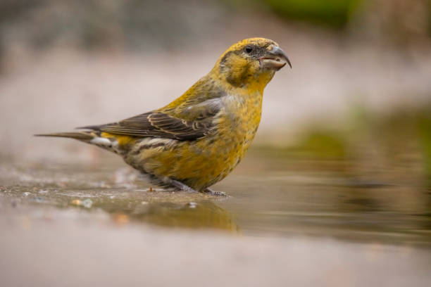 istock Crossbill, Loxia curvirostra 1074889790