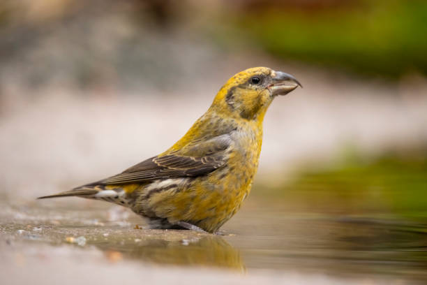 istock Crossbill, Loxia curvirostra 1074889884