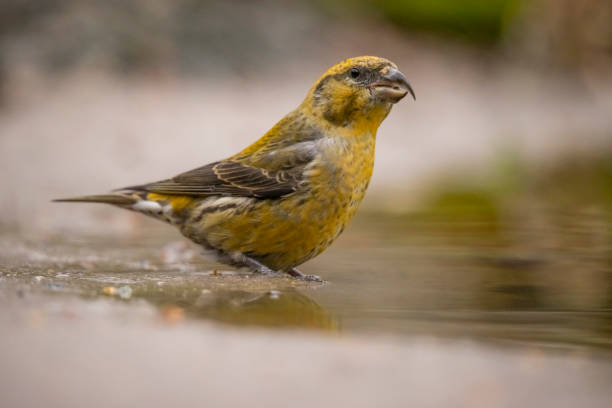 istock Crossbill, Loxia curvirostra 1074889916