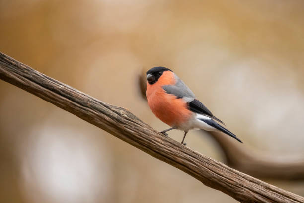 istock Bullfinch, Pyrrhula pyrrhula 1074890030