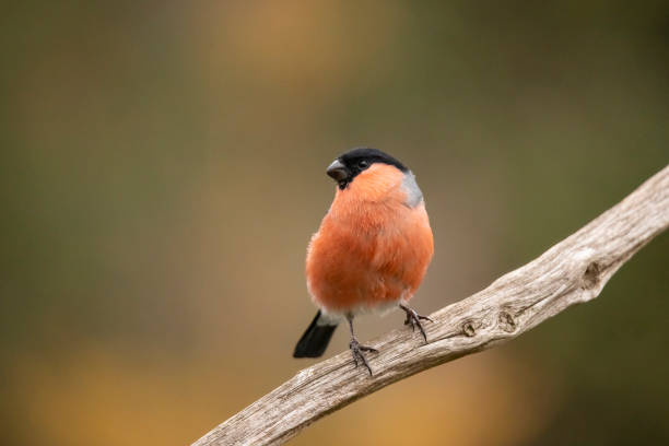 istock Bullfinch, Pyrrhula pyrrhula 1074890118