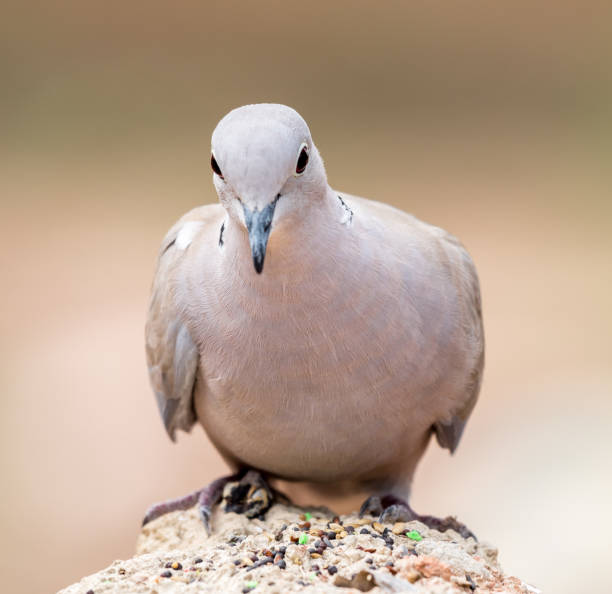 pigeon posing on natural background at sunrise stock photo