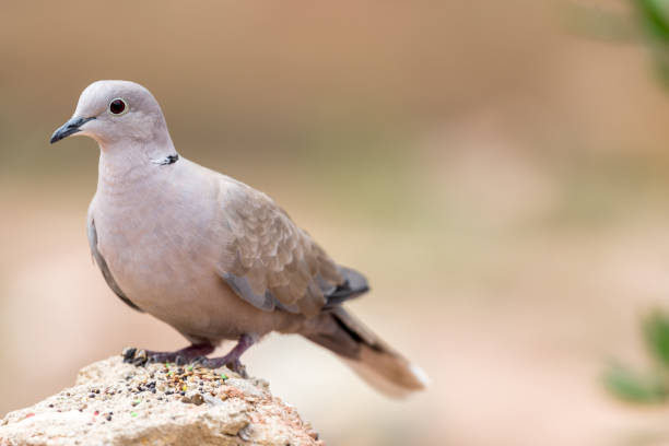 pigeon posing on natural background at sunrise stock photo