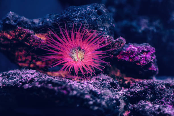 Pink starfish in aquarium stock photo