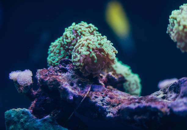 istock Beautiful Live Corals 1074896886