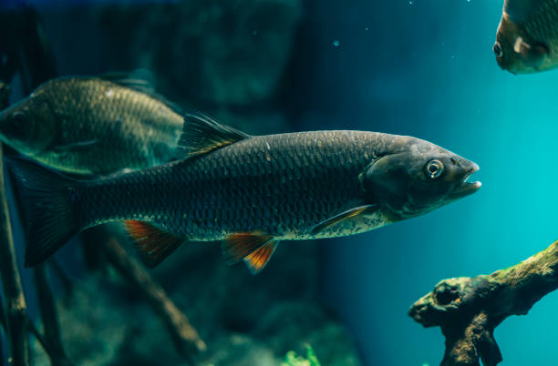 Common rudd and yellow fish Russia, Animal, Animal Fin, Animal Themes, Animal Wildlife common rudd photos stock pictures, royalty-free photos & images