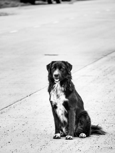 istock Black Stray Dog Sitting on The Street 1074898186