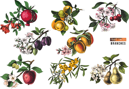 Fruit trees branches - pomegranate, mandarine, cherry, plum, peach, apple, sea buckthorn and pear - with flowers and ripe fruits. Vector illustration