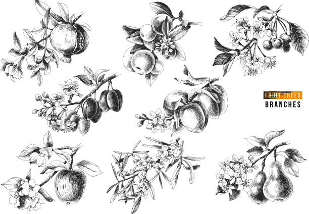 Fruit trees branches Fruit trees branches - pomegranate, mandarine, cherry, plum, peach, apple, sea buckthorn and pear - with flowers and ripe fruits. Vector illustration fruit drawings stock illustrations