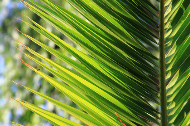 istock green palm leaves background 1074898522