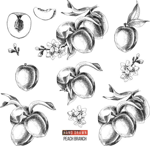 Set of hand drawn peach fruits, branches, flowers and sliced pieces. Black and white set of hand drawn peach fruits, branches, flowers and sliced pieces. Vector illustration peach flower stock illustrations