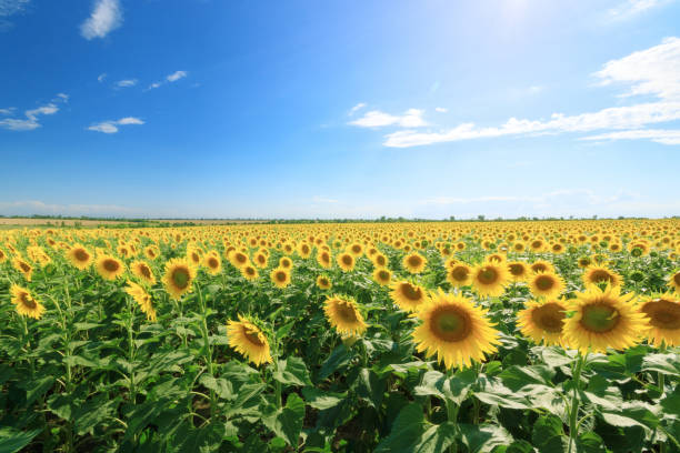 istock sunflower field summer landscape 1074899322