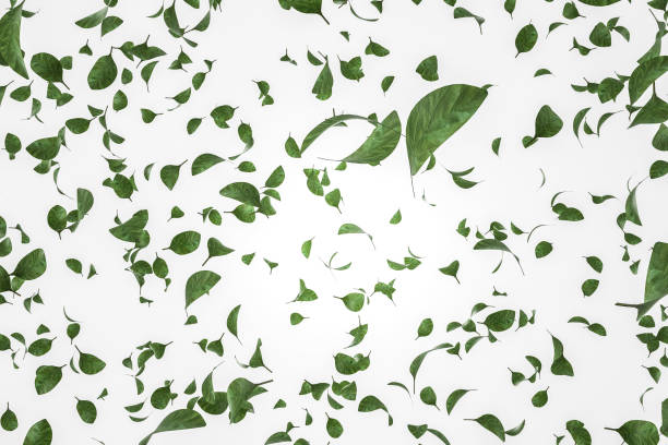 istock Green leaves over white background 1074899536