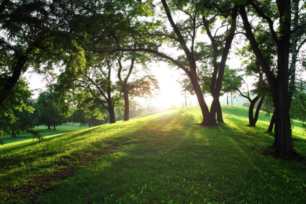 istock sun in the green spring park 1074903632