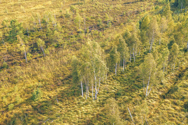 istock High Angle View Of Trees Growing On Field 1074905730