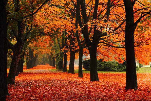 istock red autumn in the park 1074906794