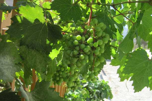 istock green grapes in the early summer 1074906916
