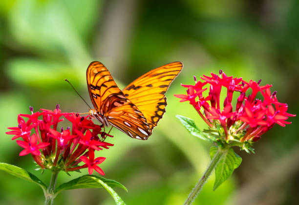 istock A Gulf Fritillary Butterfly 1074909212