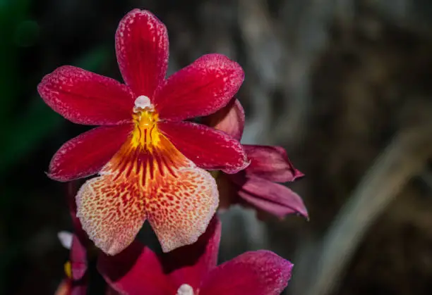 Cambria Burregeara Nelly Islery hybrid orchid (Oncidium hybrid orchid)