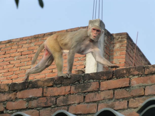 istock Monkey on the roof top 1074914182