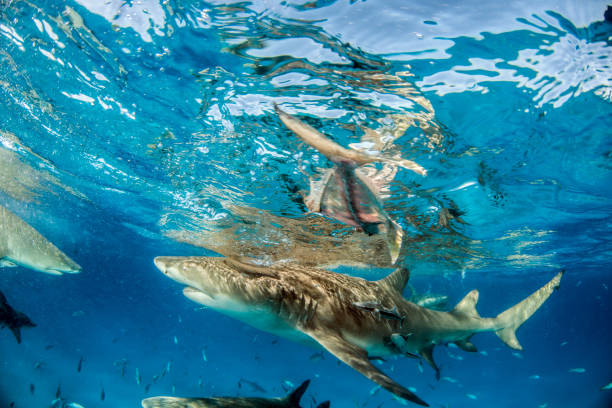 istock Lemon shark at the Bahamas 1074914466