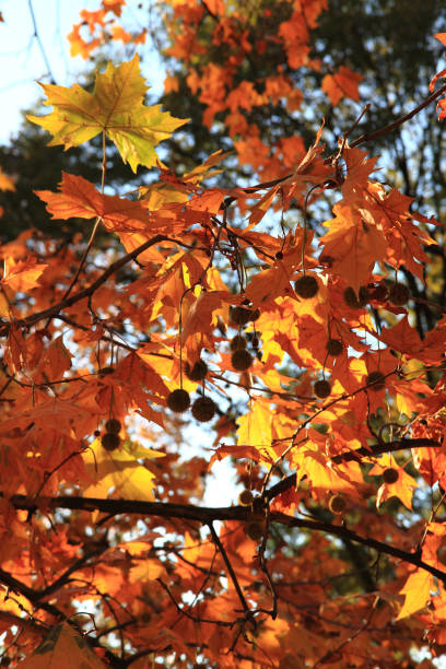istock autumn leaves as nice natural seasonal background 1074914886