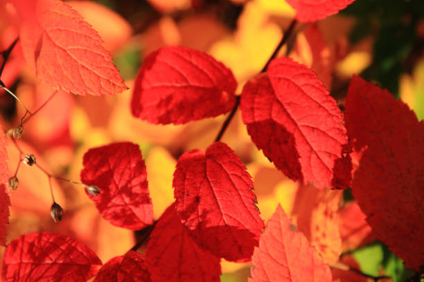 istock autumn leaves as nice natural seasonal background 1074914896