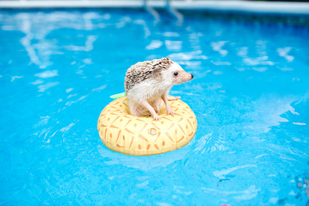 cool hedgehog on floting life buoy