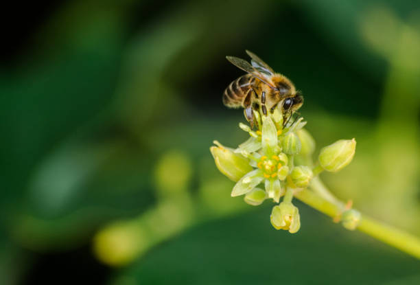 꿀 꿀벌 (apis mellifera) 아보카도 꽃 pollinating - persea 뉴스 사진 이미지