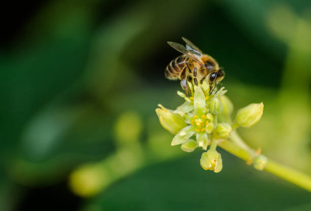 honey bee (apis mellifera) pollinating avocado flower - persea imagens e fotografias de stock