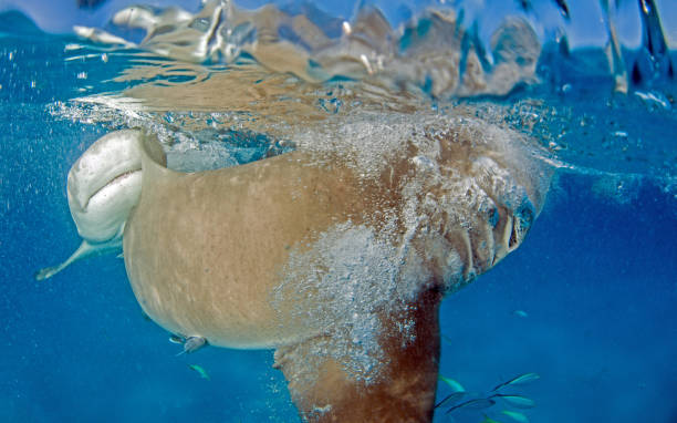 istock Lemon shark at the Bahamas 1074918030