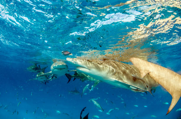 istock Lemon shark at the Bahamas 1074918194