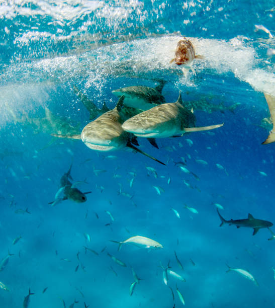 istock Lemon shark at the Bahamas 1074918366