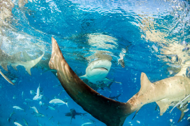 istock Lemon shark at the Bahamas 1074918528