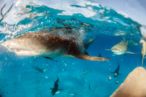 istock Lemon shark at the Bahamas 1074918946