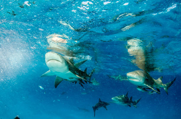 istock Lemon shark at the Bahamas 1074919194