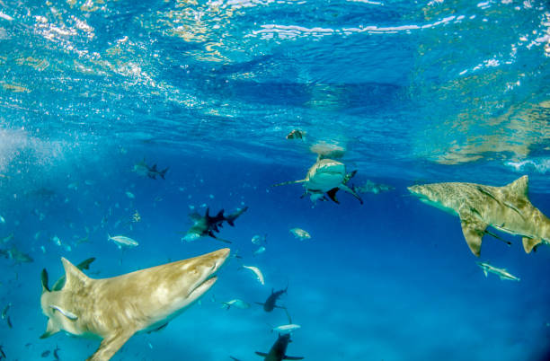 istock Lemon shark at the Bahamas 1074919516