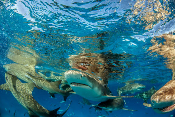 istock Lemon shark at the Bahamas 1074919860