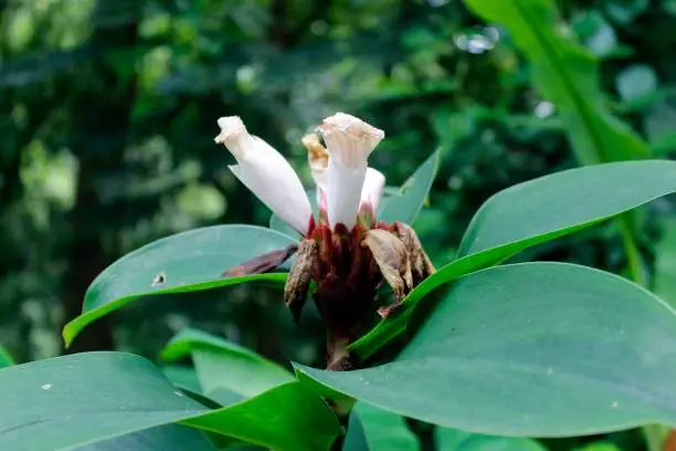 Indian Head Ginger(Cheilocostus speciosus) flower with leaves.Crepe Ginger has many historical uses in Ayurveda.In Kama Sutra as an ingredient in a cosmetic used on eyelashes for sexual attractiveness