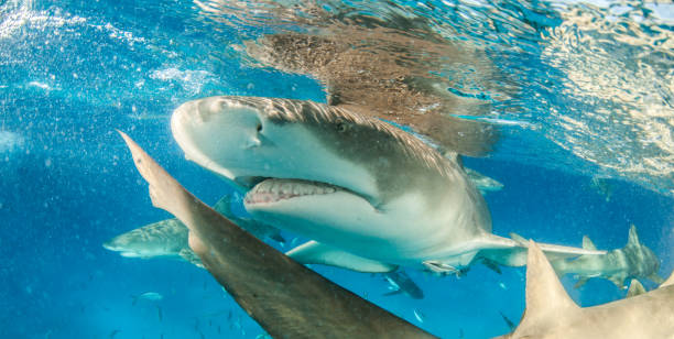 istock Lemon shark at the Bahamas 1074924560