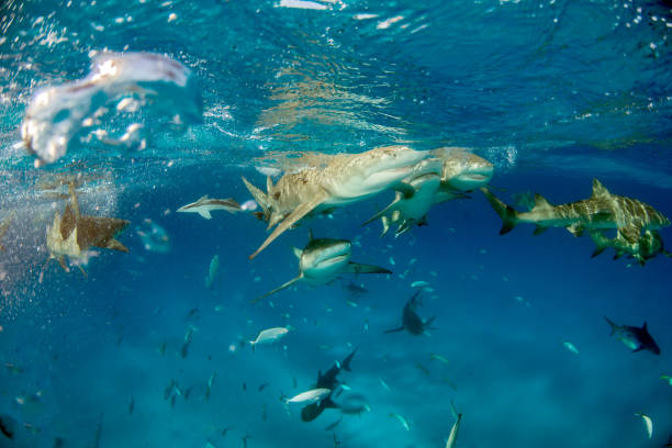 istock Lemon shark at the Bahamas 1074925954